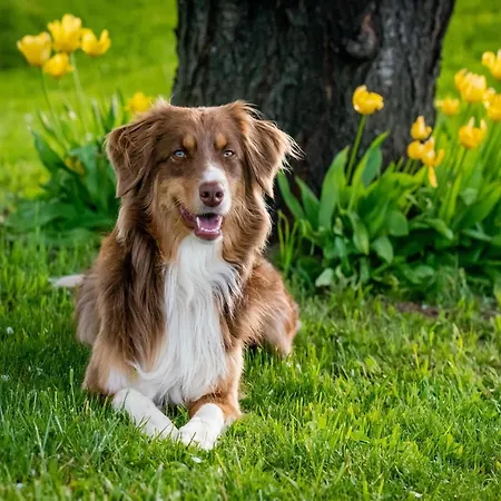 Charming, Very Well Kept Holiday House Ferienhaus Exbomont