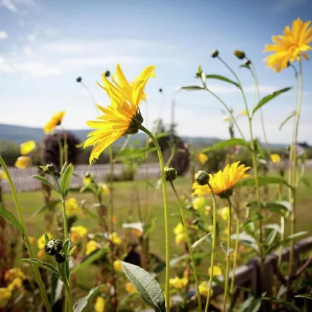 Charming Very Well Kept House Dom wakacyjny